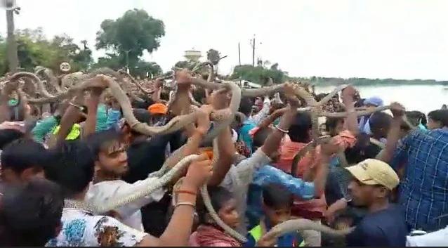 300 ఏళ్ల సంప్రదాయం.. పాములతో ఊరేగింపు!