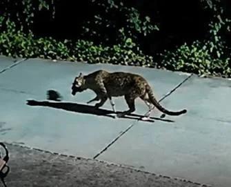 Leopard on the Hunt… But Spares a Puppy!A shocking encounter in Maharashtra’s Palghar has left everyone stunned!