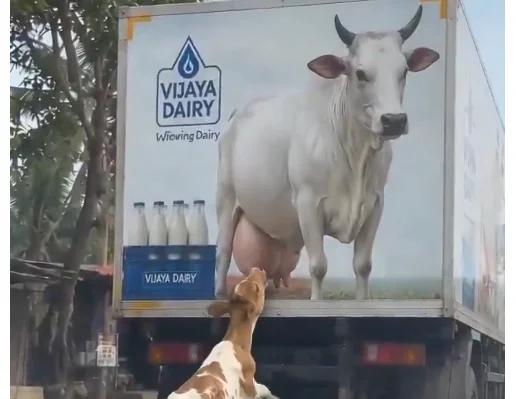 అమ్మ అనుకుని.. పాల కోసం బొమ్మ దగ్గరకు వెళ్లిన దూడ! కృష్ణాష్టమి వేళ హృదయాన్ని హత్తుకునే దృశ్యం