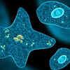 Scientists raise concern as dangerous amoebas spread globally