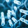More diverse gut bacteria associated with higher hormonal, stress reactivity, study