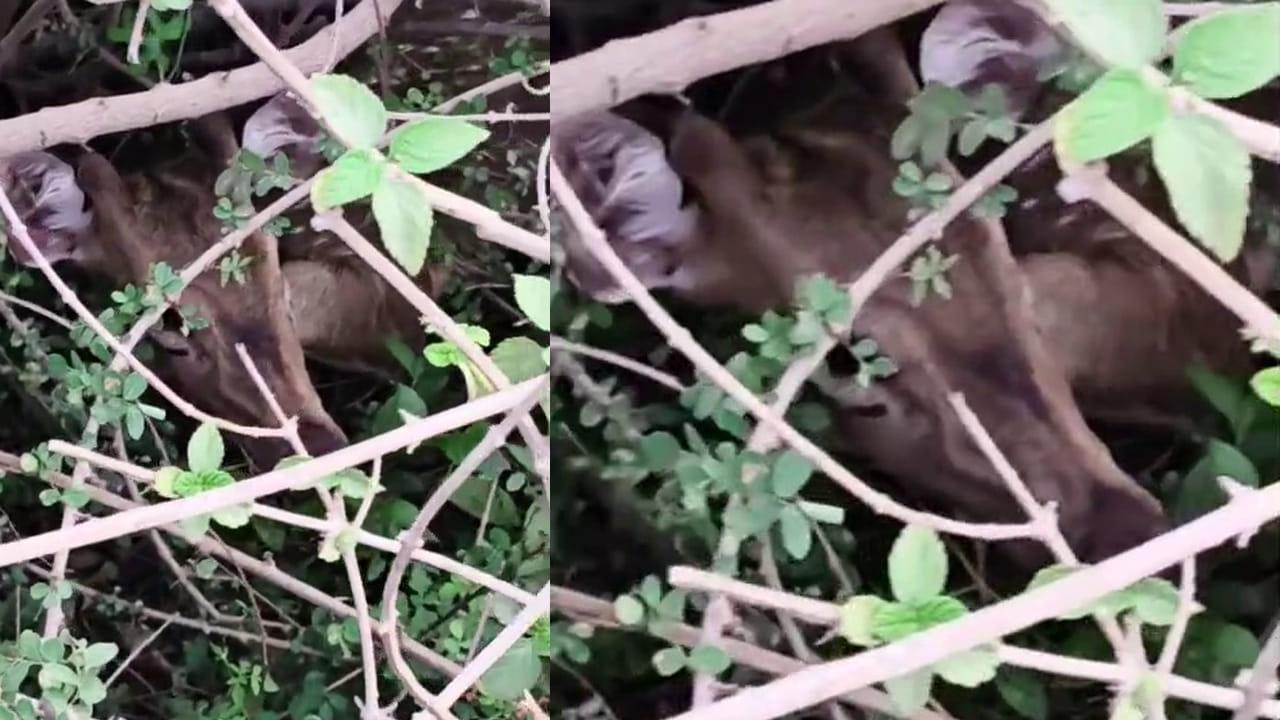 Prakasam: దట్టమైన ముళ్ల పొదల నుంచి చప్పుళ్లు.. అటుగా వెళ్లేవారు ఆగి చూడగా..