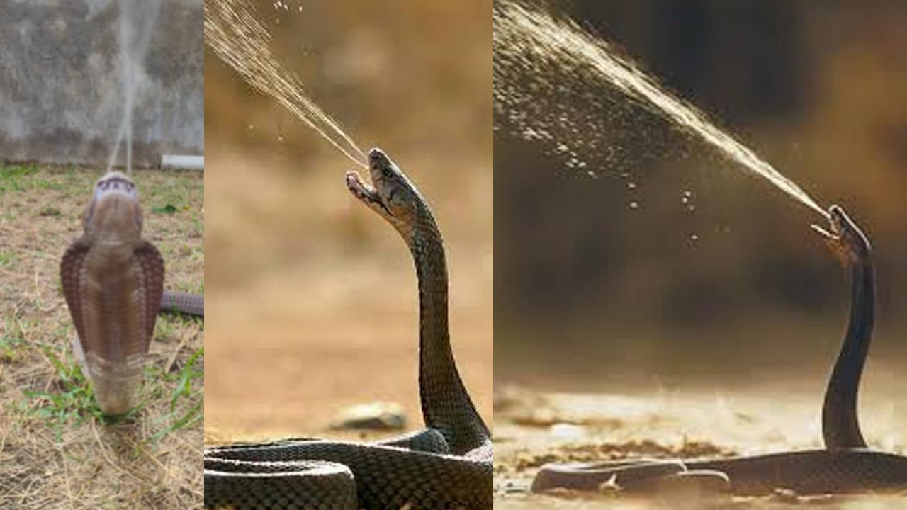 10 అడుగుల దూరం నుండి విషం చిమ్మే పాము.. కళ్లలో పడితే ఖతం.. అంతా చీకటి!