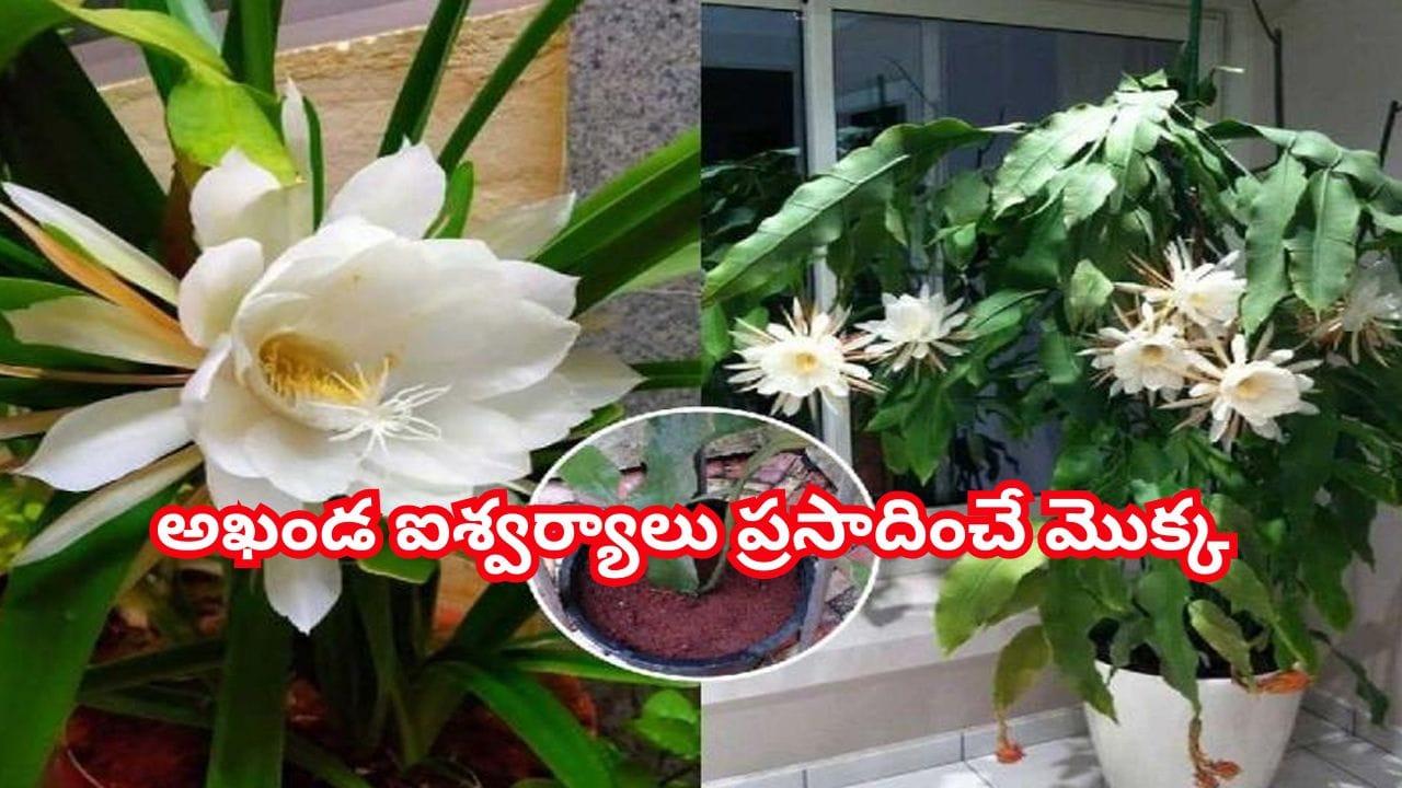 మీ ఇంటికి లక్ష్మీ కటాక్షాన్ని అందించే ఈ మొక్క పూలు పూయడం లేదా? ఈ చిట్కాలతో మొగ్గలు రావడం ఖాయం!