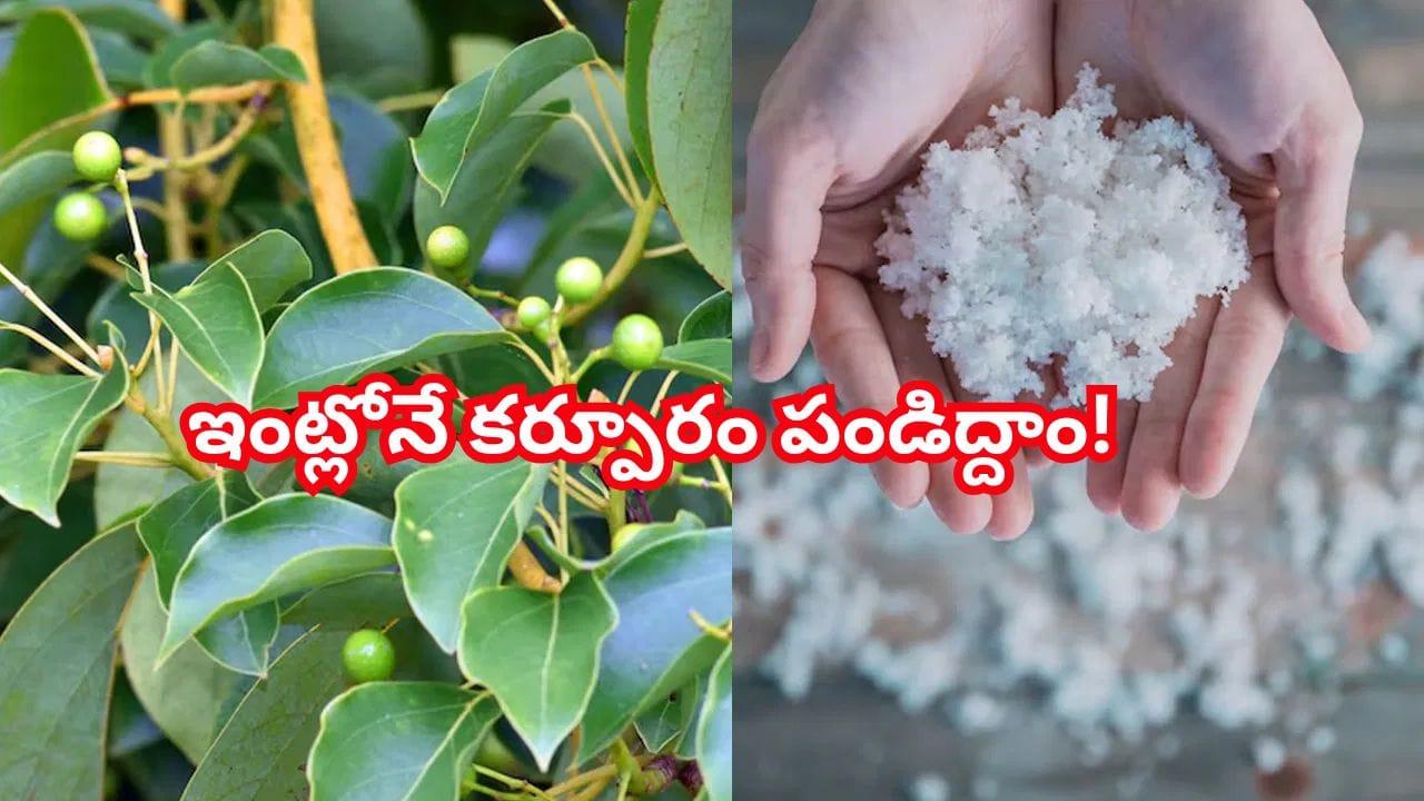 Camphor Plant: ఇంట్లోనే కర్పూరం మొక్కను పెంచుకోవాలా? ఈ సింపుల్ స్టెప్స్ ఫాలో అవ్వండి!