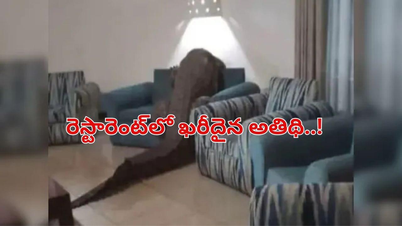 రద్దీగా ఉన్న రెస్టారెంట్‌లో ఒక్కసారిగా కలకలం.. ఖరీదైన అతిథిని చూసి ఎక్కడి వారక్కడే గప్‌చూప్‌..!
