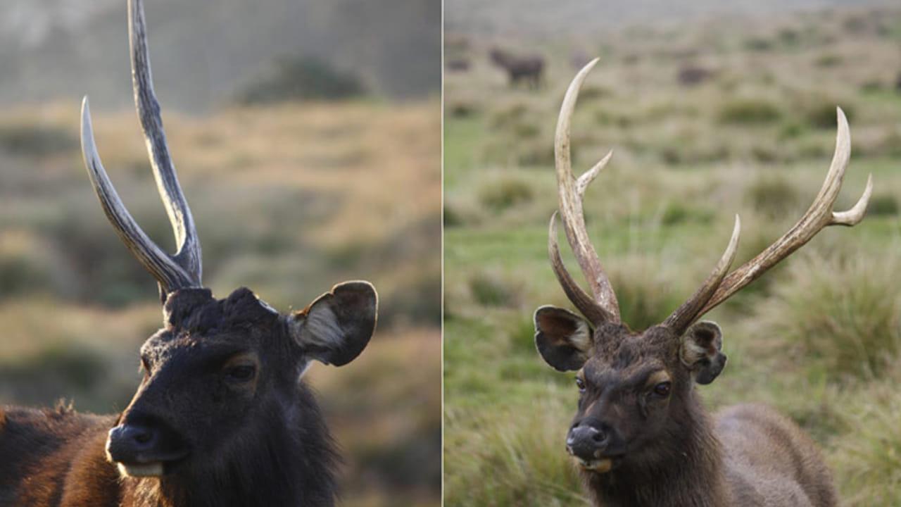 ప్రతి సంవత్సరం జింకల కొమ్ములు రాలిపోవడానికి కారణం ఇదే