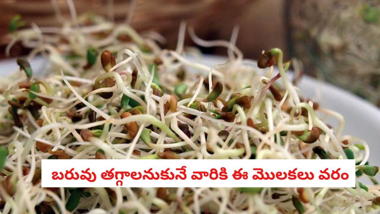 Alfalfa Sprouts: ఈ మొలకలు తింటే ఆ రోగాలు మాయం.. బరువు తగ్గాలనుకునే వారికి దివ్యౌషధం