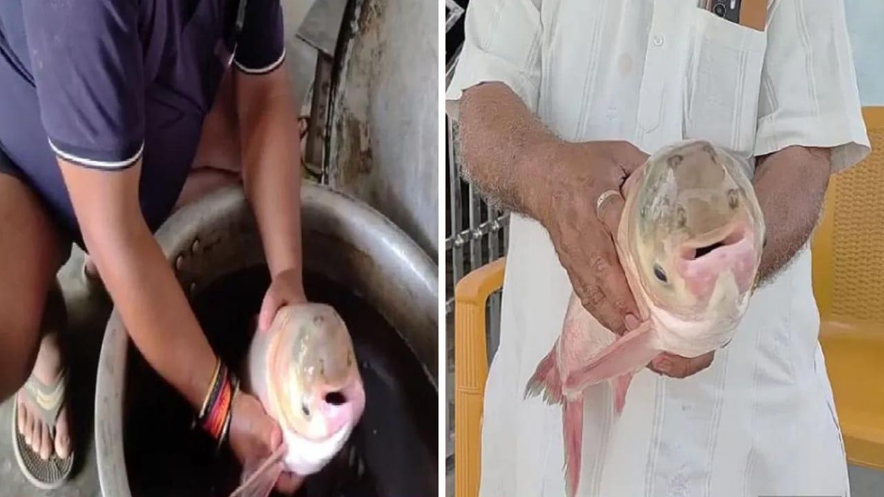 చేపల కోసం వల వేశాడు.. ఇది వచ్చింది..! చూసేందుకు ఊరు ఊరే క్యూ కట్టింది..?