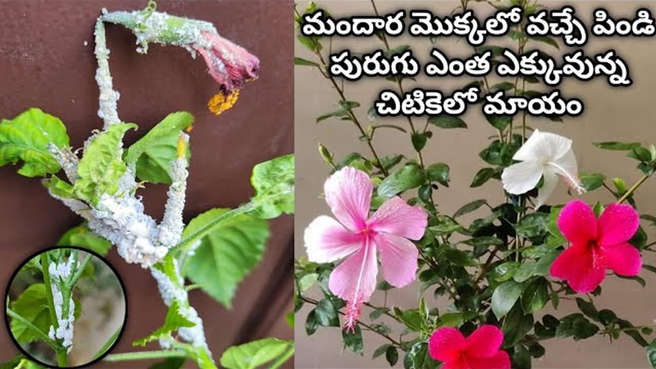 ఇది చిటికెడు వేస్తే చాలు.. మందార మొక్కకు వచ్చే తెల్లని పురుగులను తరిమి కొట్టొచ్చు..