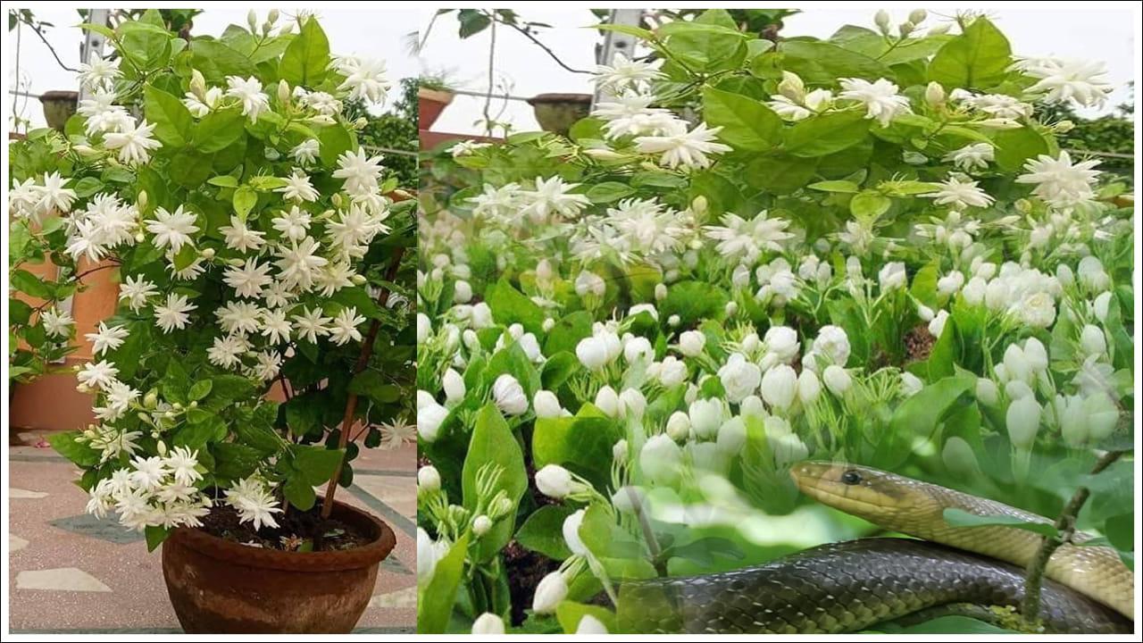 Jasmine Plants: ఇంటి ఆవరణలో మల్లెపూల చెట్టు ఉంటే వాసనకు పాములు వస్తాయా? ఇది నిజమేనా?
