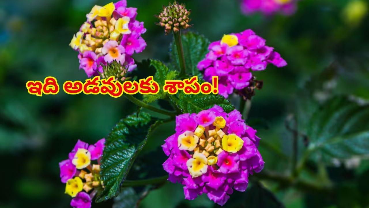 అందమైన పూలు.. కానీ, అడవులకు శాపం! భారతదేశాన్ని వణికిస్తున్న ఈ మొక్క వెనుక భయంకరమైన నిజాలు..