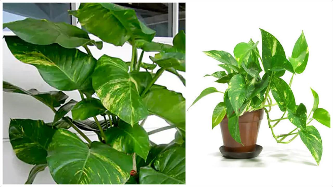 Vastu Plants for Wealth: మీ ఇంట్లో సిరిసంపదలు వెల్లివిరియాలా? అయితే ఈ మొక్కలు తప్పనిసరి!