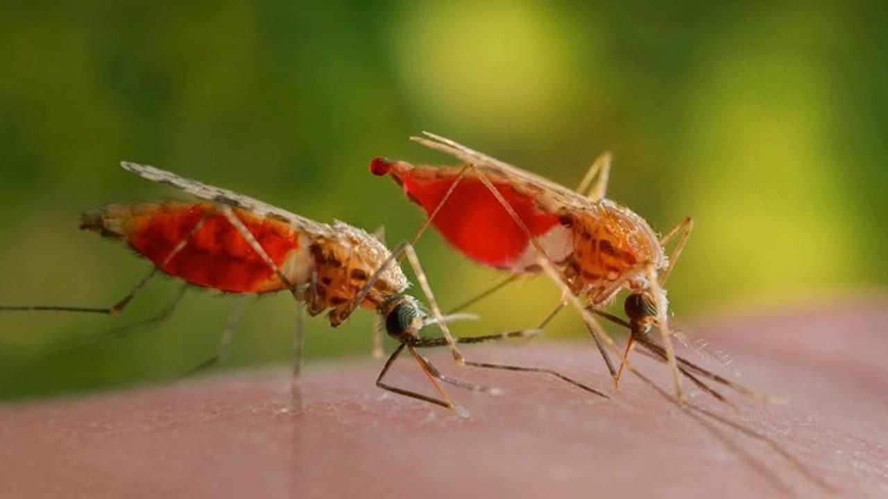 Mosquito Bite: దోమలు మిమ్మల్నే ఎక్కువగా కుడుతున్నాయా ?? అయితే మీరు ఇది ఖచ్చితంగా తెలుసుకోవాలి