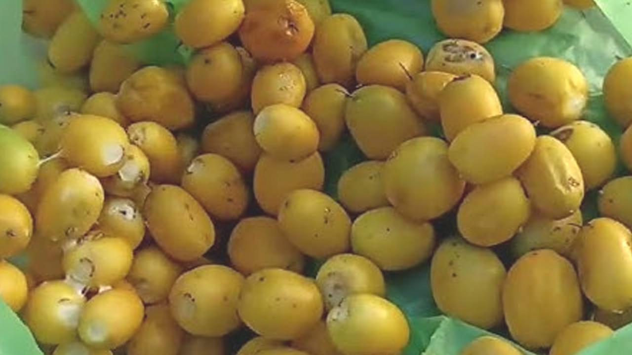 మటన్‎తో పోటీ పడుతున్న అడవి పండ్లు.. పైసా ఖర్చు లేకుండా 100 రోగాలను నయం చేస్తుంది