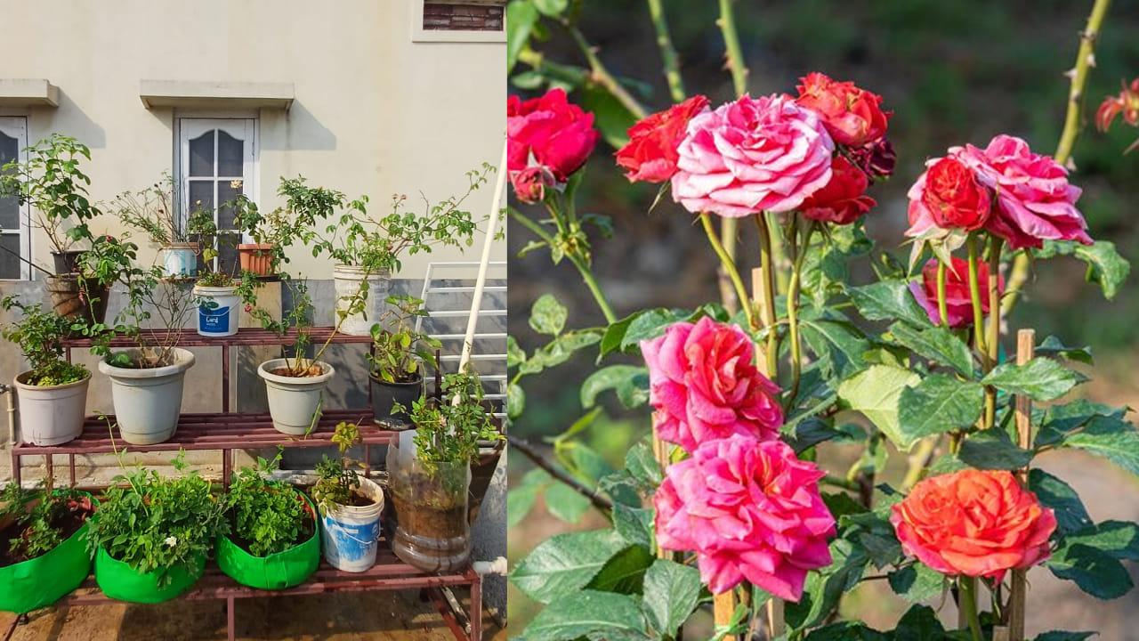 నర్సరీలో ఇరగబూసే గులాబీ మొక్క.. ఇంటికి తేగానే ఎండిపోతుందా.. ఈ చిన్న ట్రిక్ ట్రై చేయండి