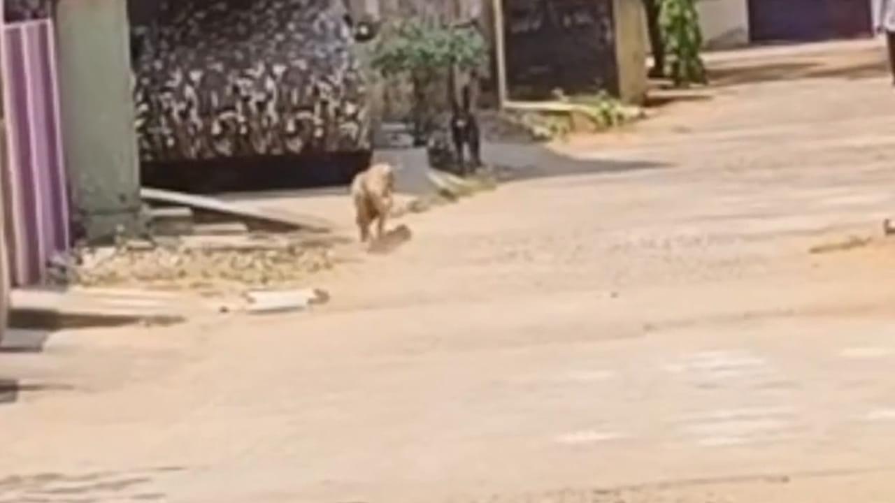 మనుషులైన, మూగ జీవులకైనా తల్లి ప్రేమ తల్లి ప్రేమే గురూ.. మండే ఎండలకు ఈ శునకం ఏం చేసిందంటే!