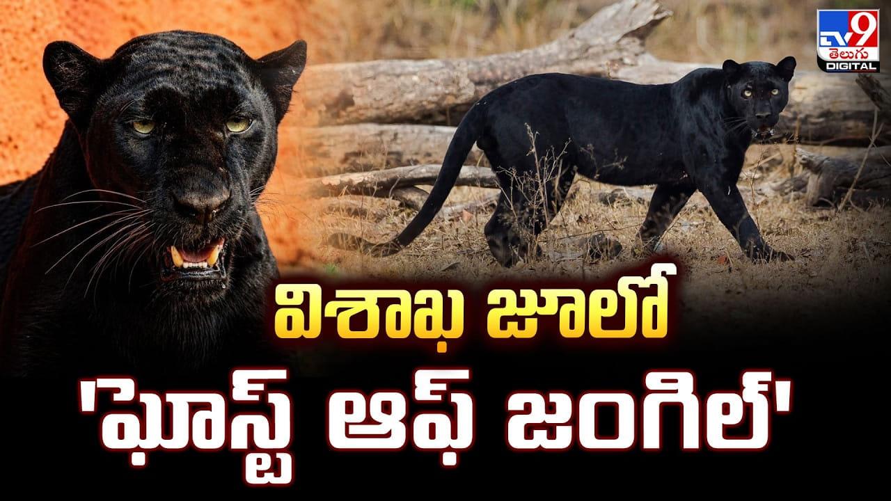 విశాఖ జూలో ‘ఘోస్ట్ ఆఫ్ జంగిల్’