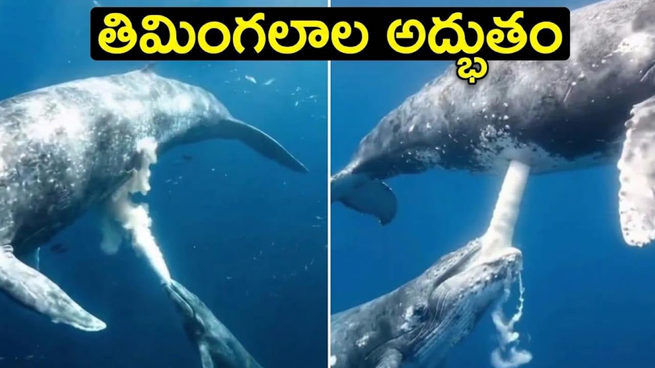 నీటి అడుగున తిమింగలాలు పిల్లలకు పాలు ఎలా ఇస్తాయి? ఆశ్చర్యపరిచే సీక్రెట్ ఇదే!