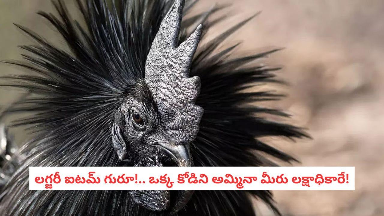 Business Ideas: ఈ కోడిని అమ్మితే ఏకంగా 4 ఐఫోన్లు కొనేయొచ్చు.. ప్రపంచంలోనే అత్యంత ఖరీదైన బ్రీడ్ ఇది