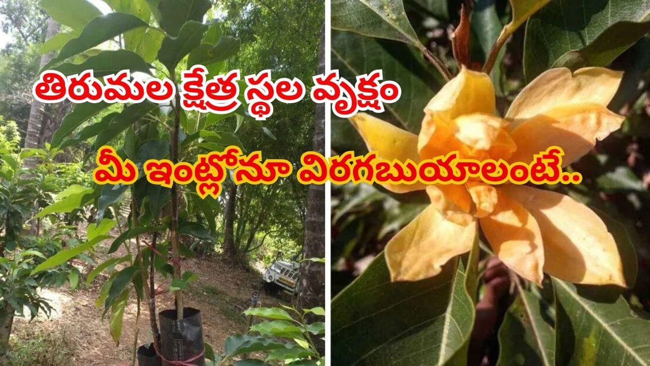 శ్రీవారి అలంకరణలో అతి ముఖ్యమైన పూలు..! కుండీలో కూడా విరగ పూయాలంటే ఇలా చేయండి..