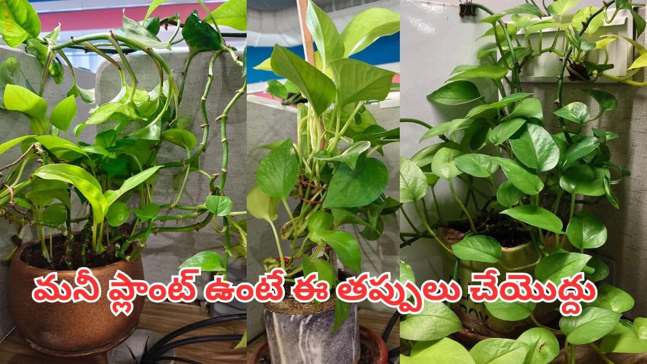 మీ ఇంట్లో మనీ ప్లాంట్ ఉందా..? ధనయోగం కలగాలంటే ఈ తప్పులు అస్సలు చేయొద్దు