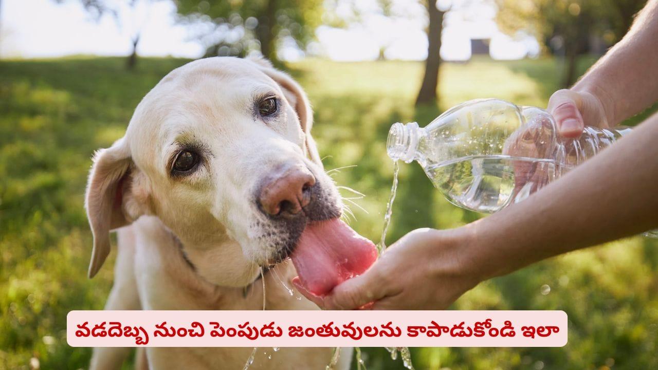 ప్రాణాలు తీస్తున్న వడదెబ్బ..! ఈ టిప్స్‌ పాటిస్తే మీ పెంపుడు జంతువులు సేఫ్