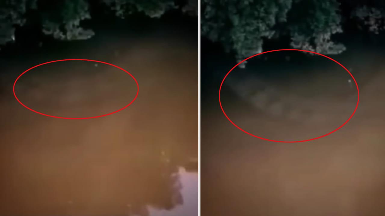 Viral Video: డైవర్లకు నీటి అడుగున ఏదో కదులుతూ కనిపించింది.. దూకి చూడగా.. వామ్మో.!