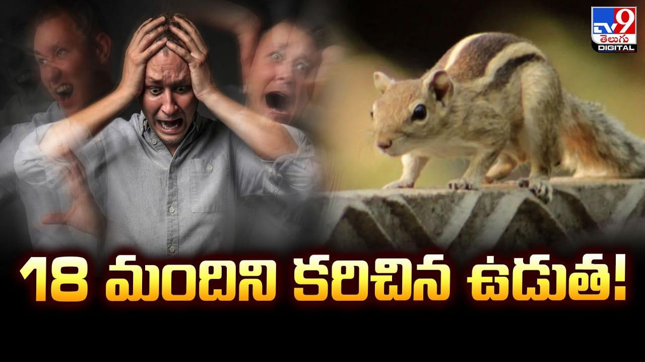 Squirrel: యూనివర్సిటీలో 18 మందిని కరిచిన ఉడుత !!