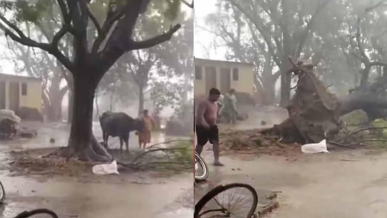 Viral Video: మూగజీవి కోసం ప్రకృతి ప్రళయాన్ని ఎదిరించిన మహిళ..  ప్రాణాలకు తెగించి మరీ..!