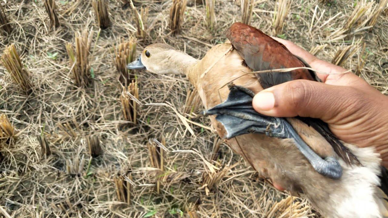 రైతు పొలంలో తిరుగుతుండగా బిక్కుబిక్కుమంటూ కనిపించింది.. దీని గురించి తెలుసా..?