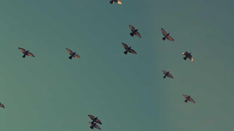 Anant Ambani Steps In to Save Pablo Escobar’s Cocaine Hippos