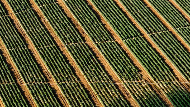 భర్తను కొడవలితో నరికి చంపిన భార్య