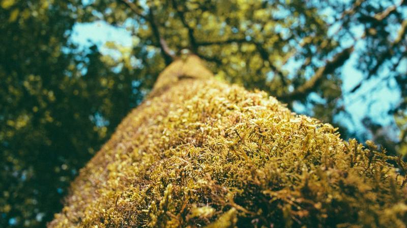 Greenspace Herbs launches world’s first quantum-enhanced curcumin supplements