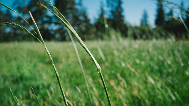 Health Minister Pushes AYUSH Outreach