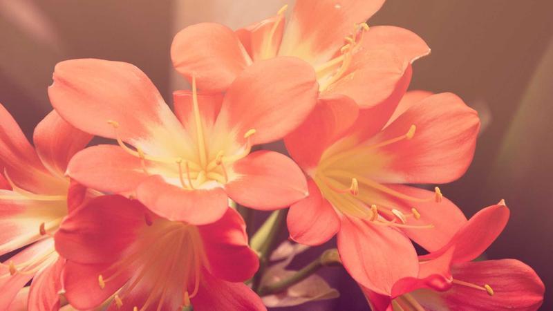 కలెక్టరేట్‌లో ఘనంగా వాసవి మాత జయంతి ఉత్సవాలు