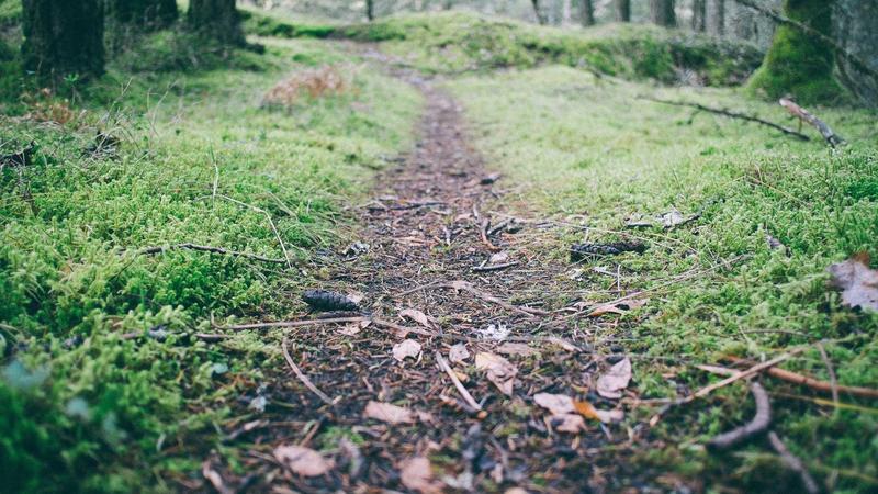 నిఫ్టీ 26,000 దాటింది, సెన్సెక్స్ 87,000 వద్ద — మార్చి 2026 రాలీ కొనసాగుతోంది