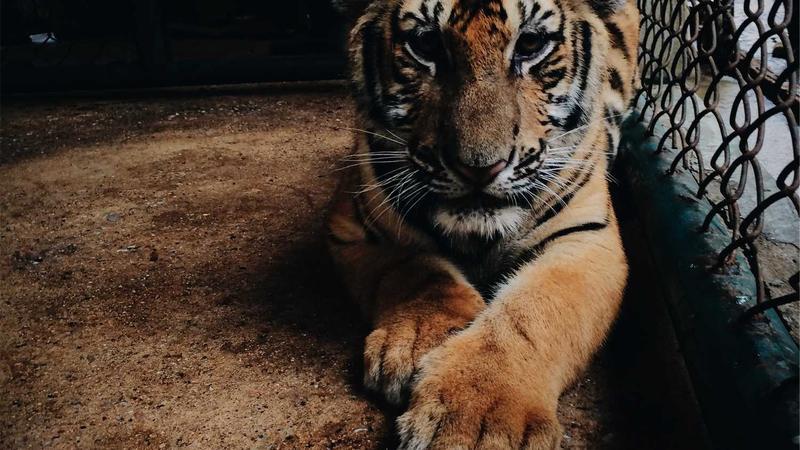 No Load Shedding, Only Brief Power Outages In Some Parts Of Kerala Due To High Consumption, Says Power Minister K Krishnankutty