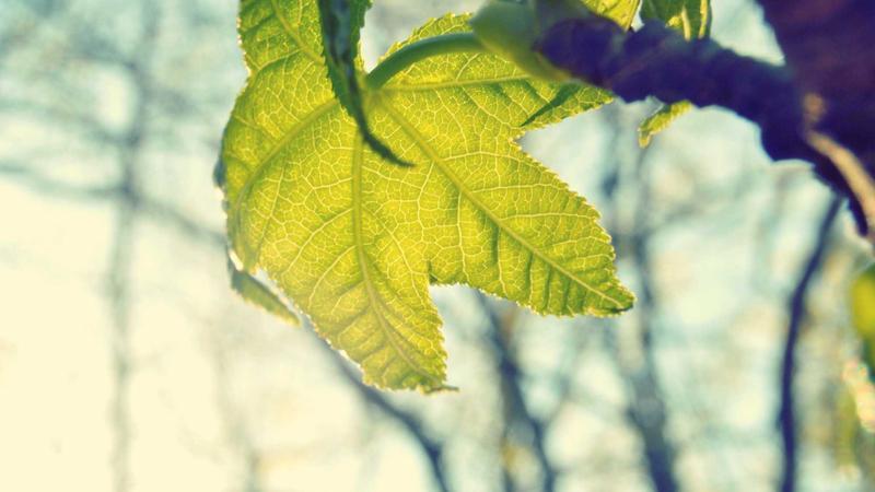 TGGenco Earns ISO 9001:2015 Certification