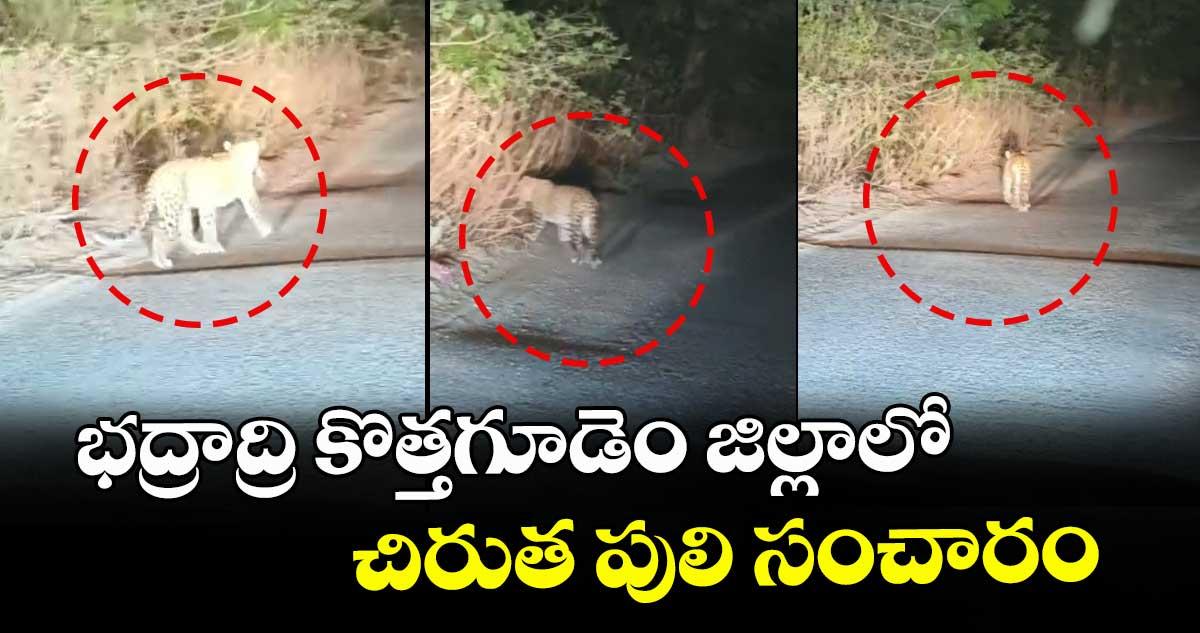 భద్రాద్రి కొత్తగూడెం జిల్లాలో చిరుత పులి సంచారం
