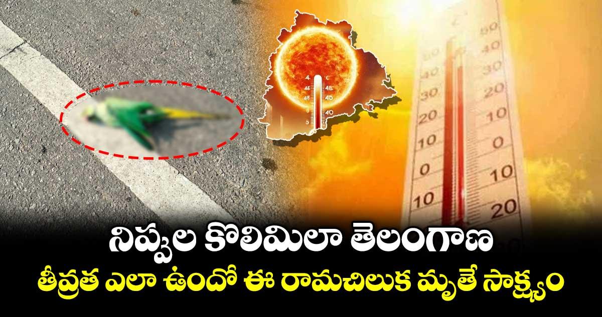 నిప్పుల కొలిమిలా తెలంగాణ.. తీవ్రత ఎలా ఉందో ఈ రామచిలుక మృతే సాక్ష్యం