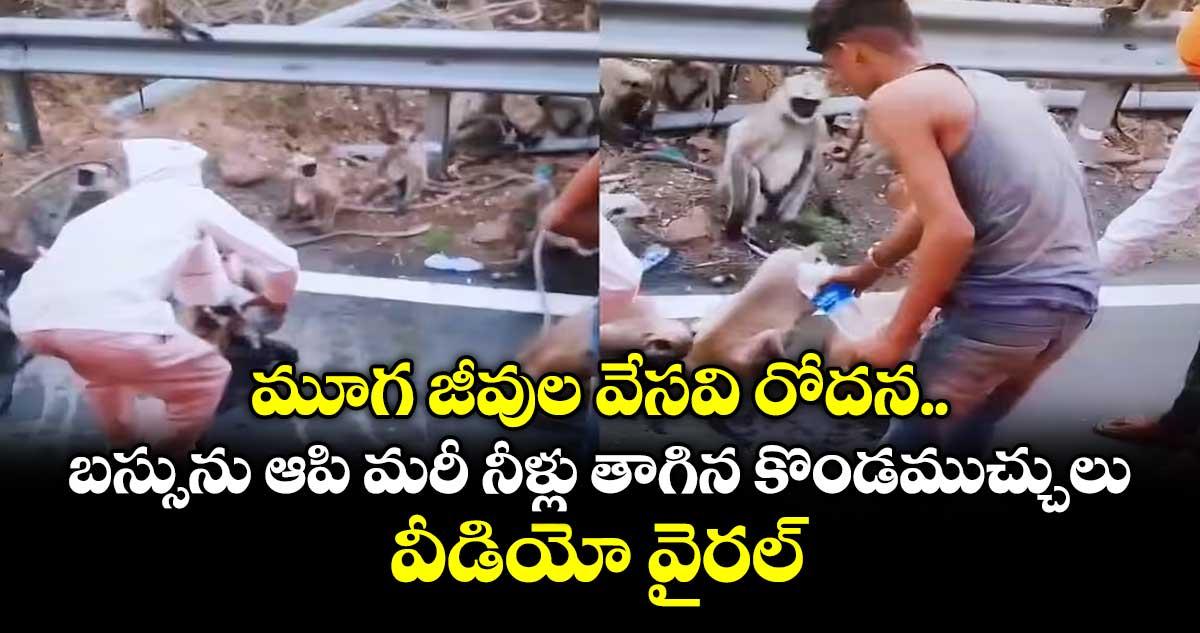 మూగ జీవుల వేసవి రోదన.. బస్సును ఆపి మరీ నీళ్లు తాగిన కొండముచ్చులు.. వీడియో వైరల్