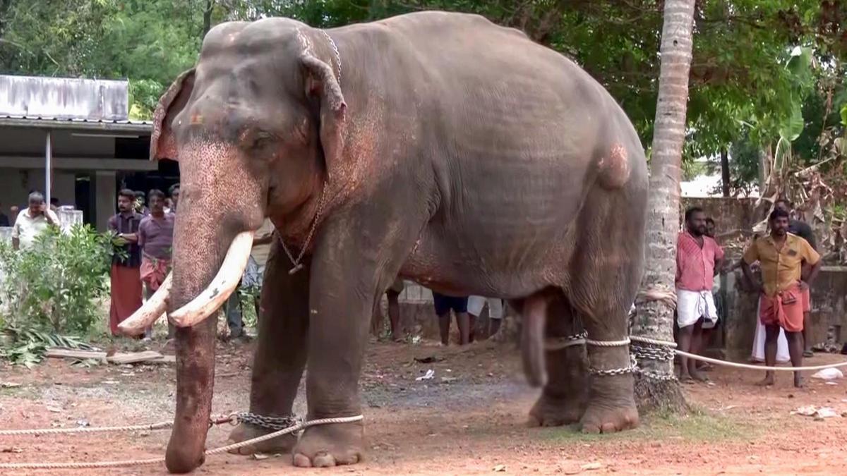 Elephant parading rules violated rampantly, alleges animal task force
