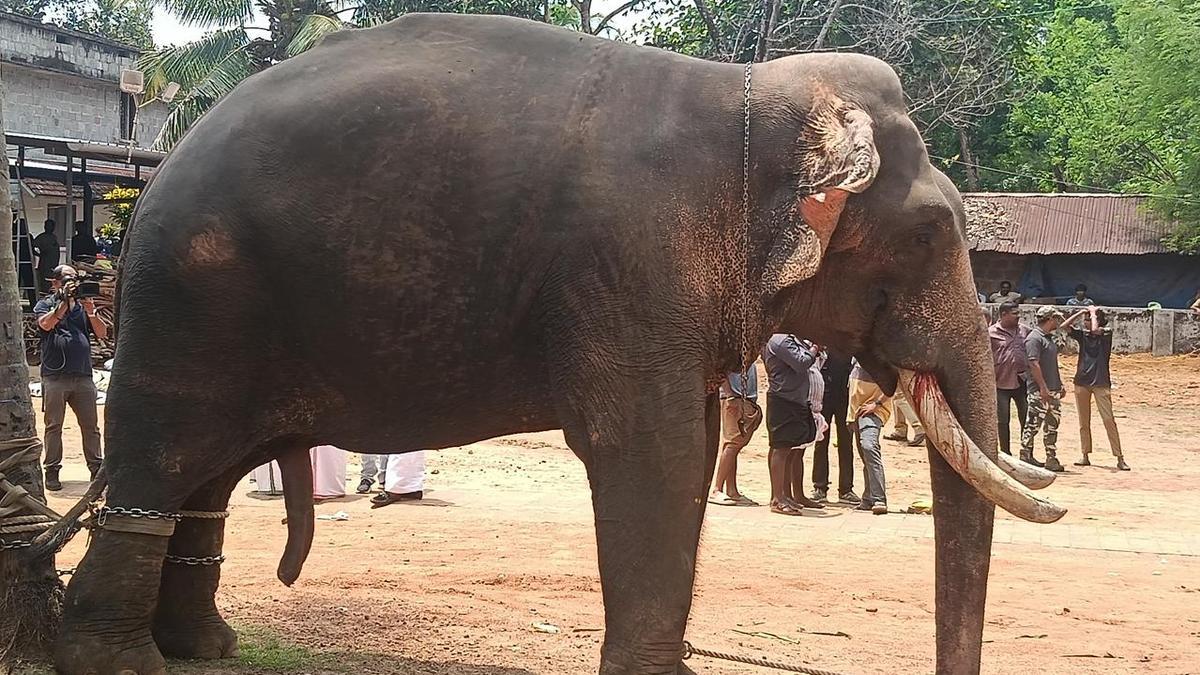 Elephant brought to temple turns violent, kills one, injures mahout