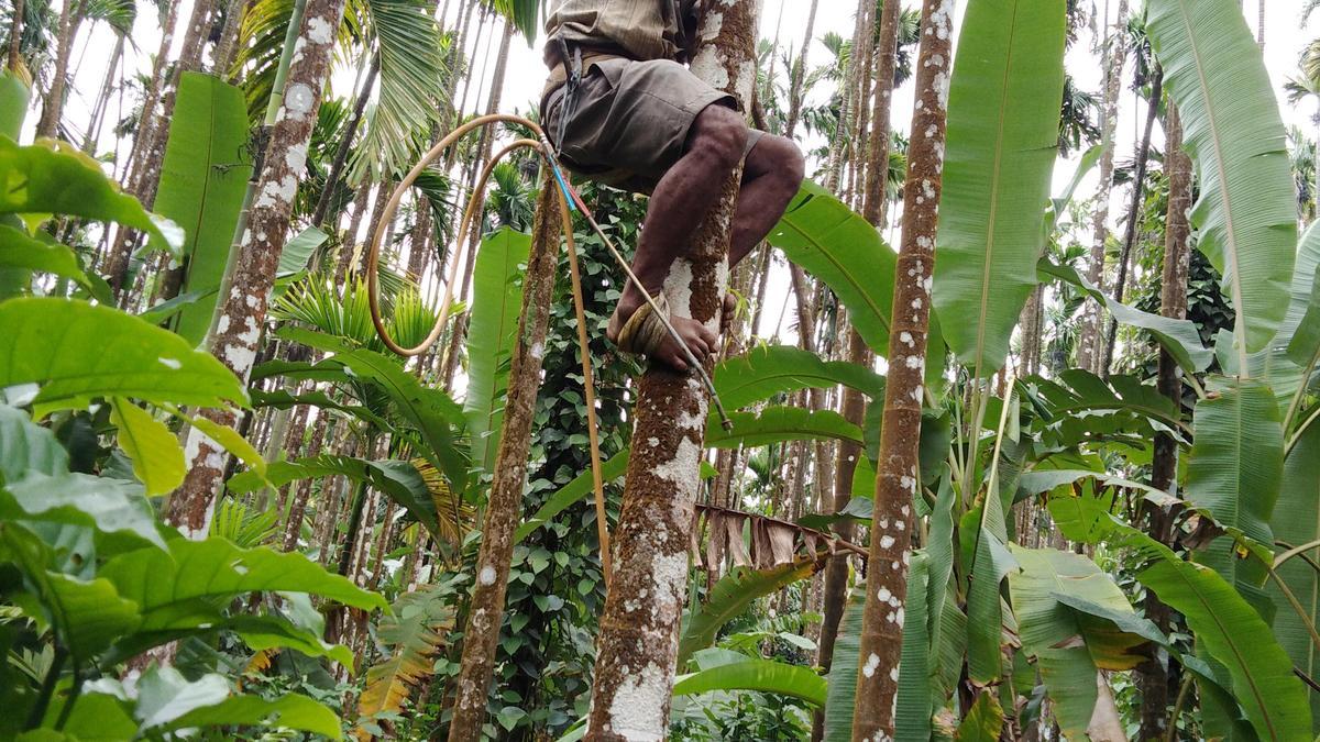 Tree-planting approaches that generate higher ecological services are less preferred by farmers: Study
