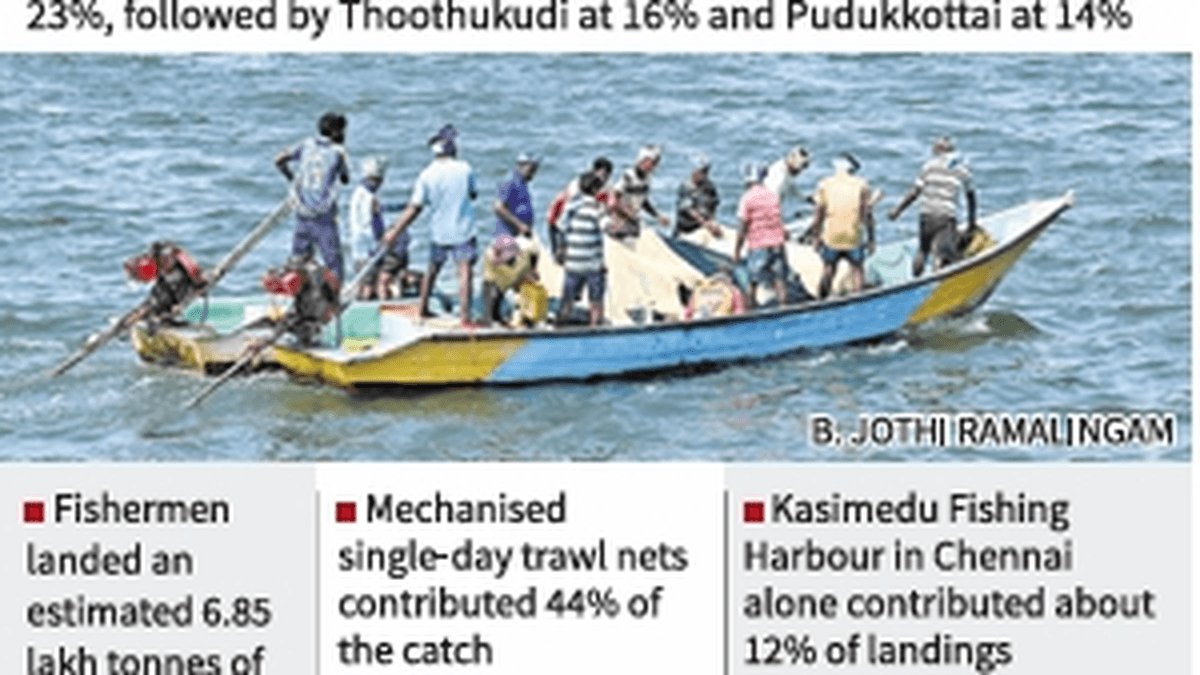 Tamil Nadu records highest marine fish landings in 2025