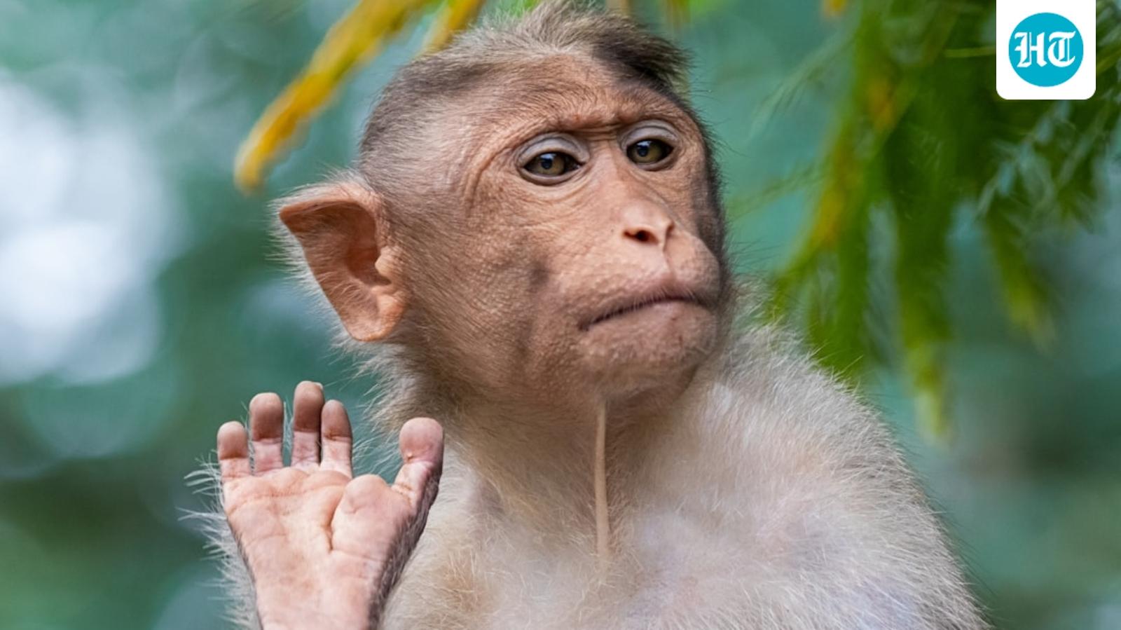 Monkeying around: US Navy sailor on Iran mission reportedly attacked by primate in Thailand