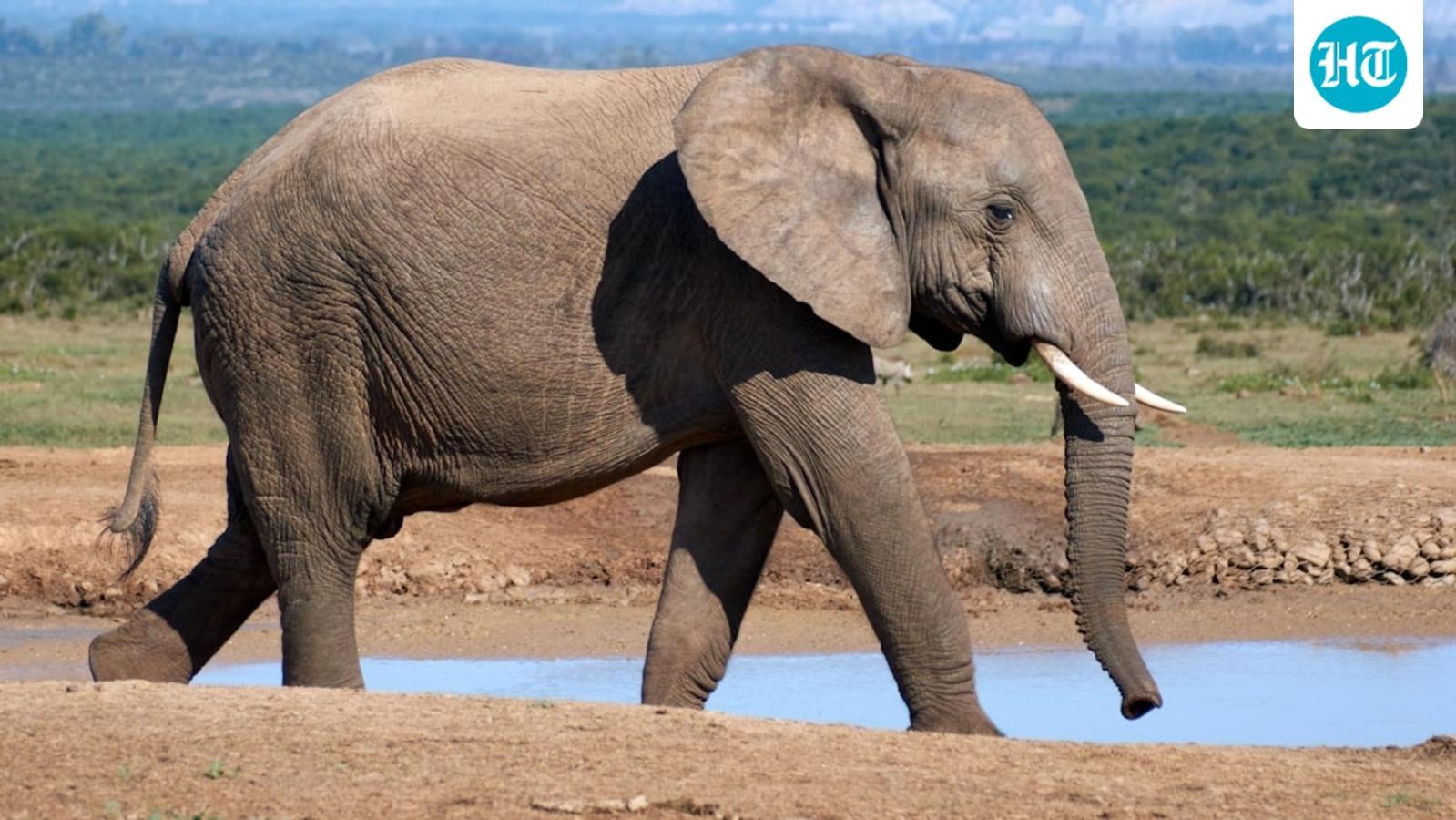 Who is Ernie Dosio? California hunter trampled to death by five elephants in central Africa