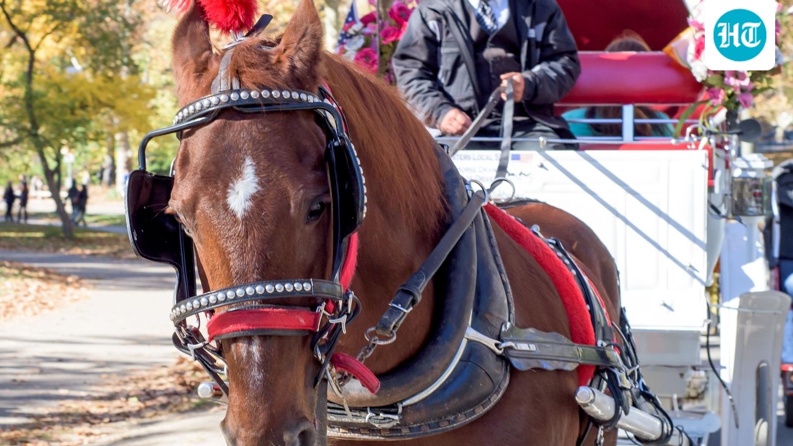 Death of carriage horse at Central Park renews decades-old demand for ban; row explained