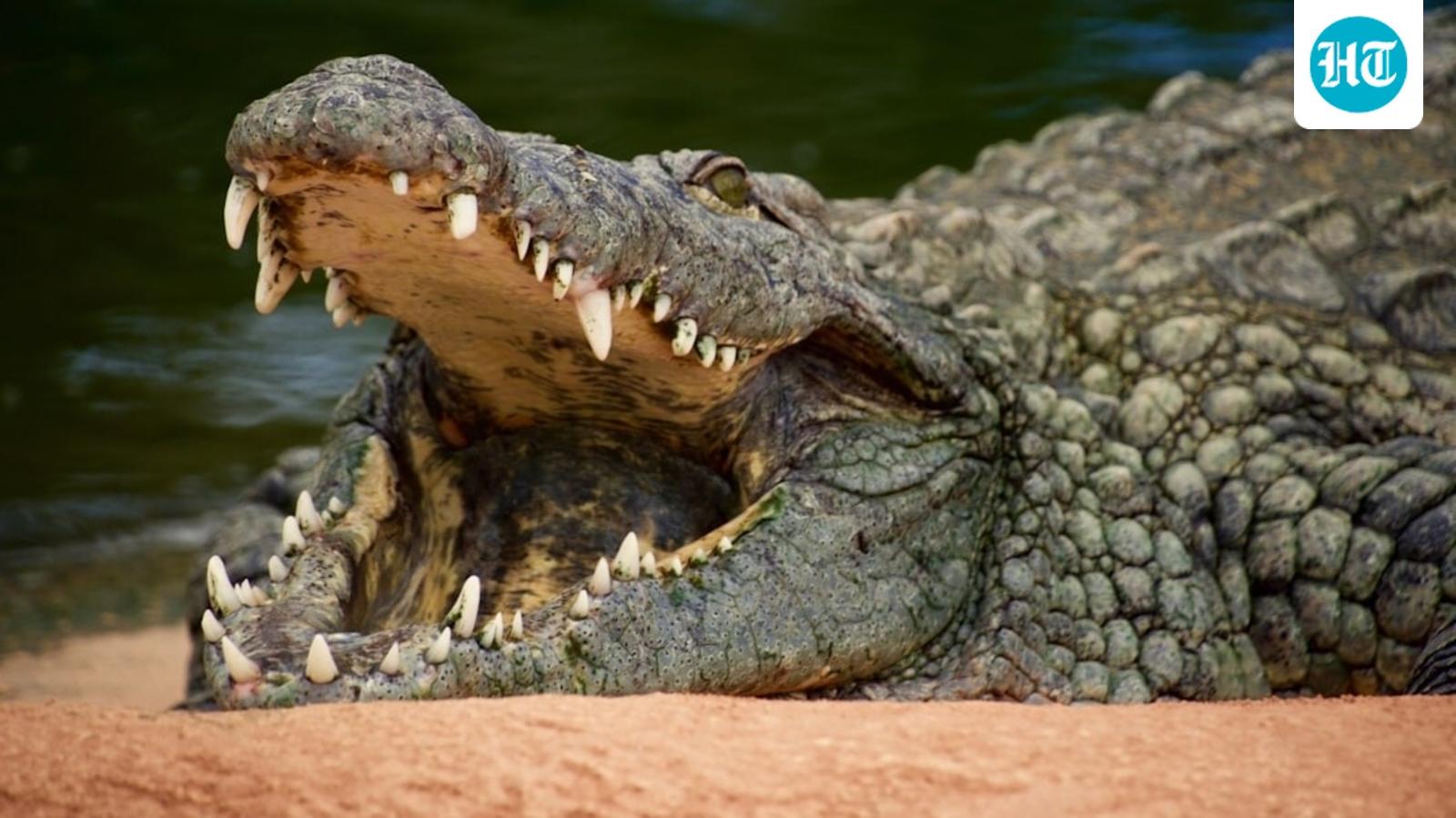 How did a 3-year-old end up in a crocodile enclosure at a UK zoo? Man arrested in attempted murder probe